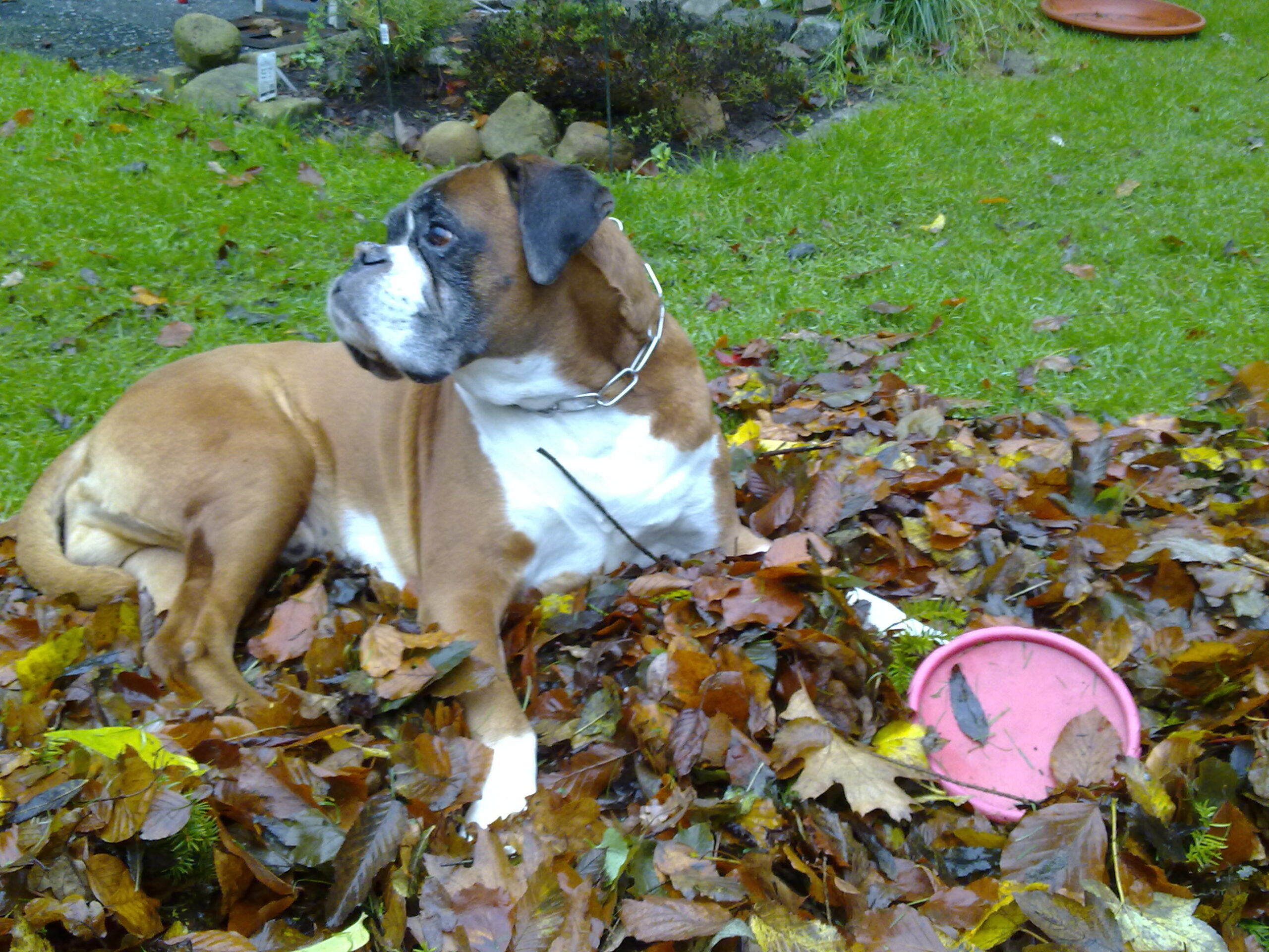 Gismo Unser Senior Boxer In Not gismo-unser-senior-boxer-in-not