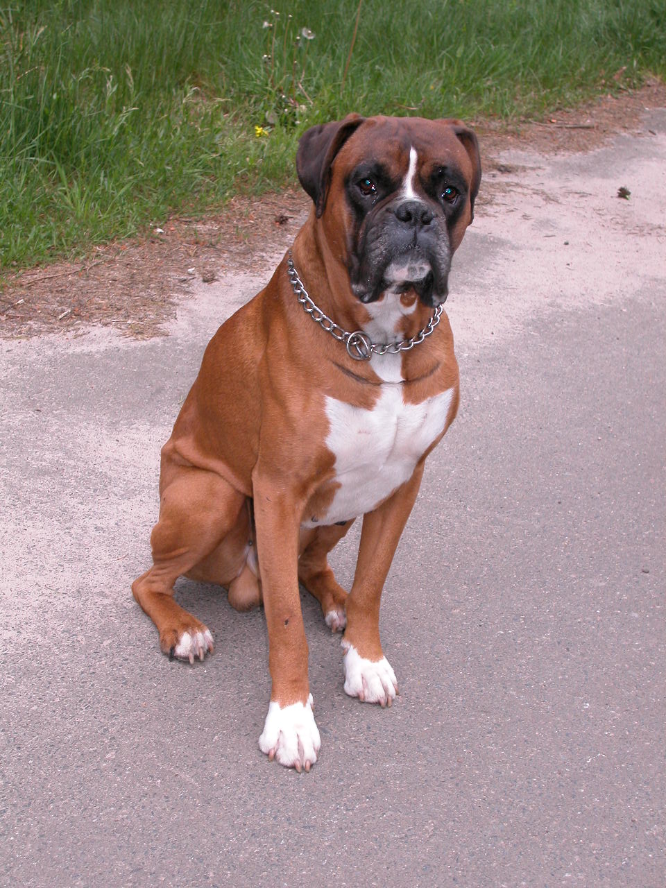 Gedanken an unseren lieben Boxer Jerry - Boxer in Not