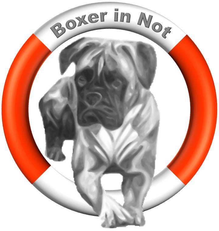 Boxer in Not