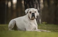 11_13-Tierheim_Samurai-Chiara-Calow_03