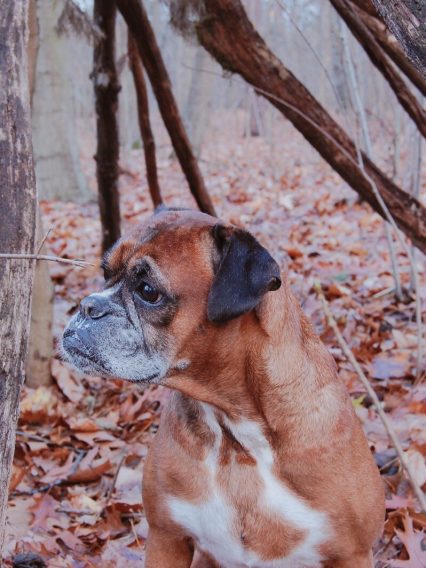 Cirawald_Boxer_in_Not__217462599